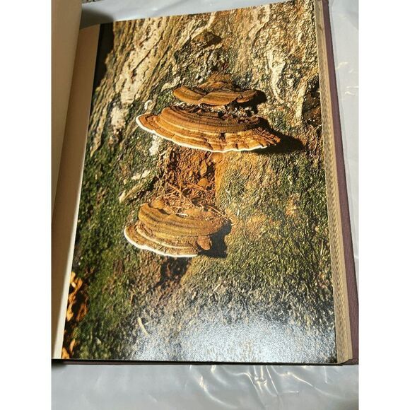 Mushrooms and Other Fungi H. Kleijn Doubleday First American Edition 1962 - Picture 5 of 9